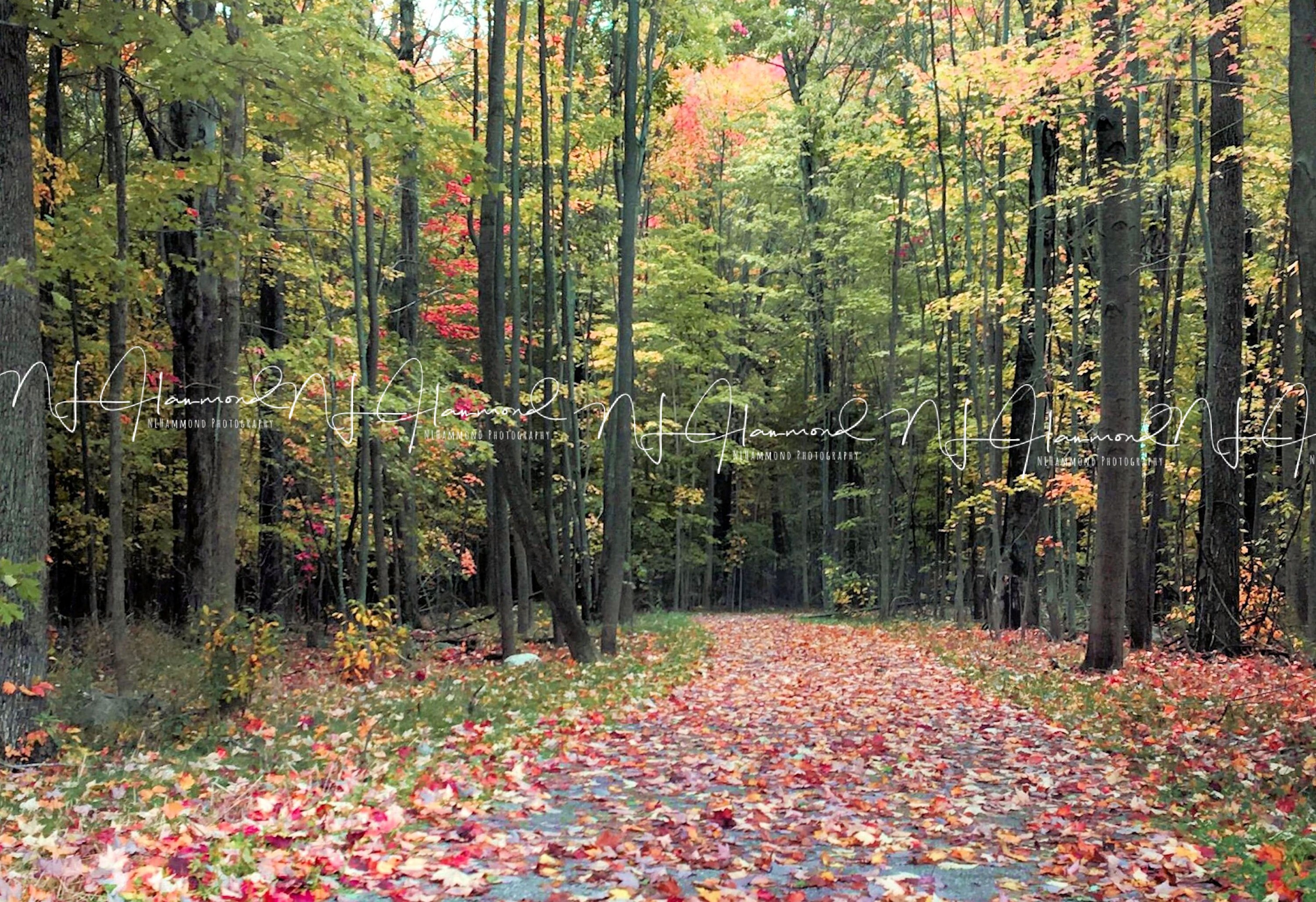 Fall Digital Backdrop With Path Fall Digital Background Digital ...