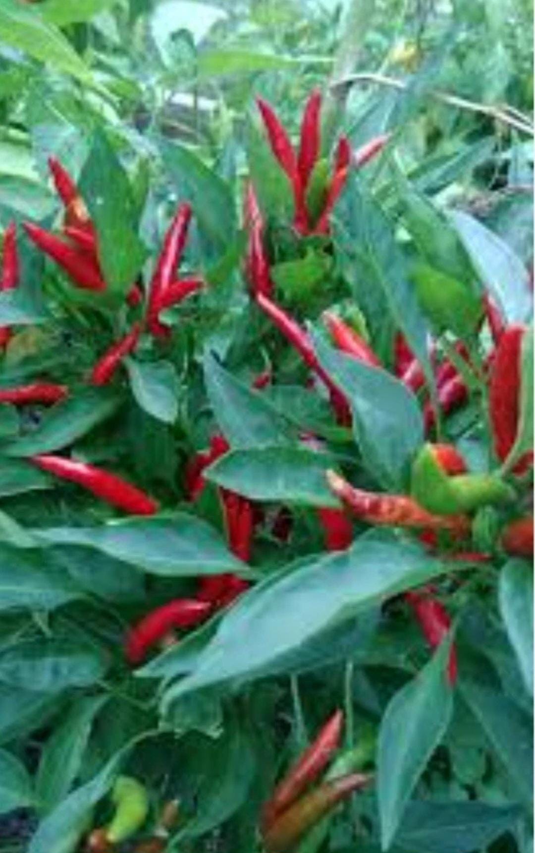 Demon Chilli Birds Eye Demon Chilli Pepper Seeds X 20 - Etsy UK