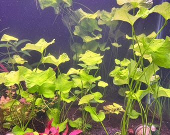 Taiwan Lily (Nymphoides hydrophylla 'Taiwan')