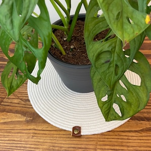 May include: A potted Monstera plant with large, green leaves sits on a white, round, rope-like coaster with a brown leather tab.