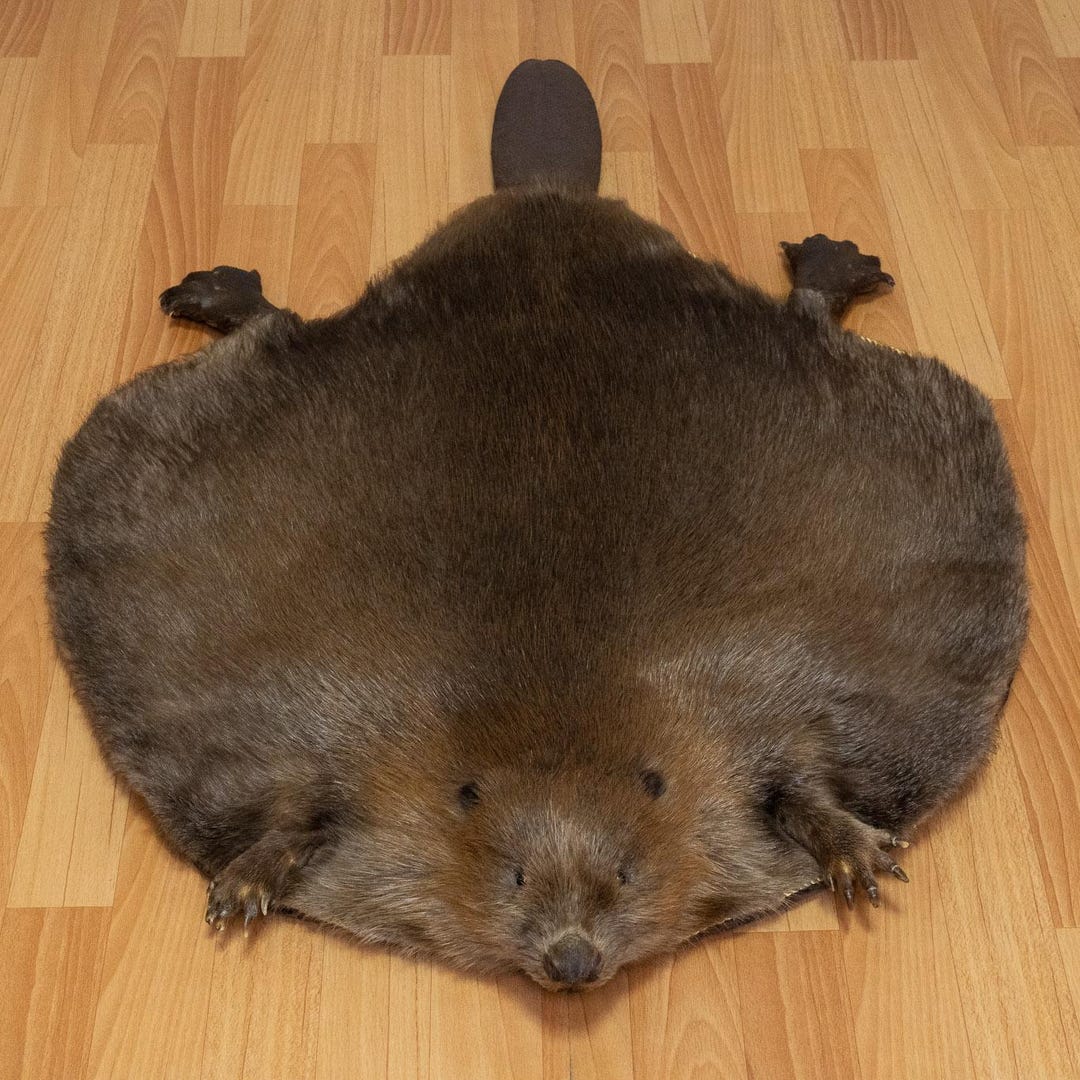 Eurasian Beaver Taxidermy Rug Mount With Head - Mounted Pelt, Fur, Skin ...