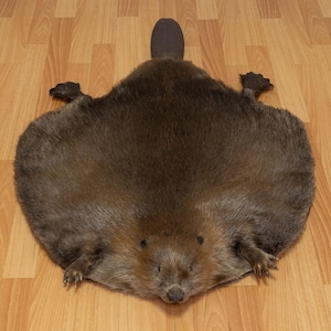 Eurasischer Biber Cabochon Montiert Mit Kopf - Montiertes Fell, Haut, Fell Zu Verkaufen - Real, Decor, Lifesize - Tf8205