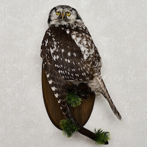 Búho halcón del norte disecado - Aves disecadas a la venta - Reales, decorativas, de tamaño natural - Tf8903