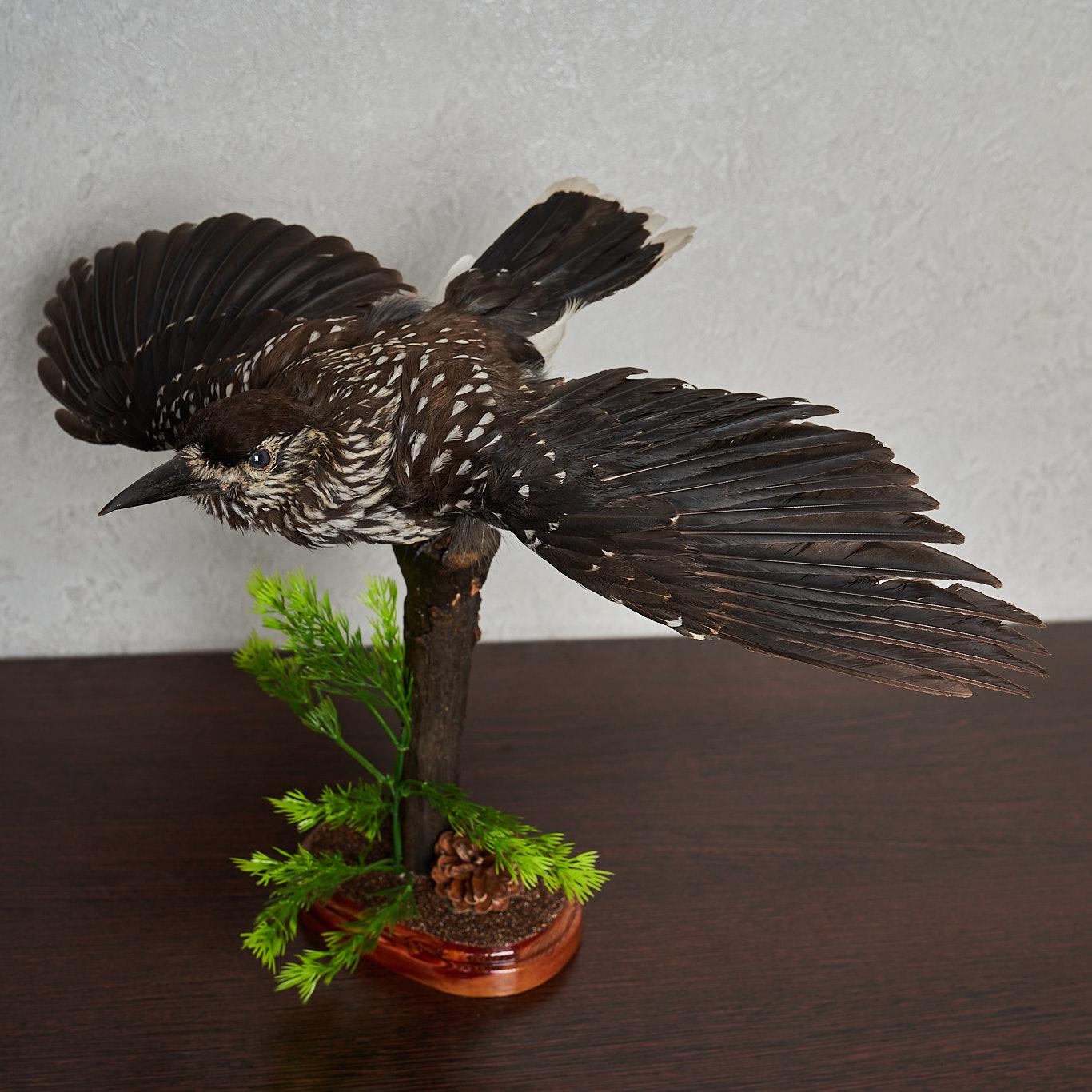 Taxidermy hummingbirds - Etsy 日本