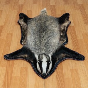 Euraziatische das taxidermietapijt met kop - opgezette vacht, vacht, huid, huid te koop - echt, decor, levensgroot - Tf8981