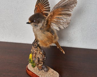 Ave de taxidermia de arrendajo siberiano - Familia de cuervos disecada, aves disecadas en venta - Reales, decorativas, tamaño natural - Tf8825