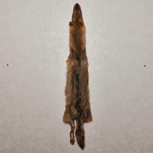 Puede incluir: Una piel de piel marrón de cuerpo entero con una franja oscura en el centro. La piel cuelga verticalmente contra una pared gris claro. La piel tiene un aspecto suave y texturizado, y la cola es visible en la parte inferior.