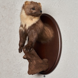 May include: Taxidermied pine marten mounted on a dark wood oval plaque. The marten has brown fur with a cream-colored chest and neck. It is posed on a piece of wood, with its claws visible. The background is a light gray wall.