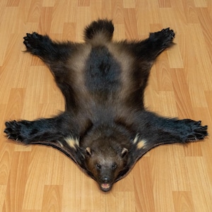 May include: A wolverine pelt rug, laid out on a wood floor. The rug features the wolverine's dark brown and black fur, with a lighter brown stripe down the back. The wolverine's head and paws are visible.