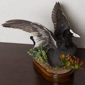 Peut inclure: Un oiseau naturalisé aux ailes déployées, présentant un plumage noir et gris. L'oiseau a un bec blanc et des yeux rouges, monté sur une base en bois avec de la verdure et de petites fleurs orange. La base est de couleur marron foncé.