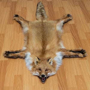 May include: A red fox pelt rug on a wooden floor. The fox's head is visible with its mouth open, and its paws are spread out. The fur is a mix of reddish-brown, white, and black.