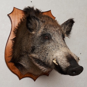 May include: A taxidermied wild boar head mounted on a wooden plaque. The boar has brown and gray fur, visible tusks, and dark eyes. The wooden plaque is a medium brown color and has a decorative, scalloped edge.