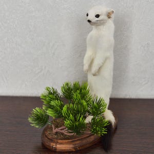 Op de afbeelding: Een opgezet hermelijn met witte vacht en een zwart uiteinde aan de staart, rechtopstaand op een houten voet. Het dier staat naast een kleine, kunstmatige groene dennenplant met meerdere naaldachtige takken bevestigd op de ovale houten ondergrond.