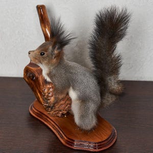 Puede incluir: Una ardilla disecada montada sobre una base de madera. La ardilla tiene pelaje gris con vientre blanco y una cola tupida. La base de madera es de color marrón oscuro y tiene una forma natural y orgánica.
