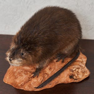 Peut inclure: Un rat musqué naturalisé avec une fourrure dense brun foncé, de petits yeux noirs et une longue queue fine et sombre. L'animal est posé sur un socle en bois clair et texturé, présentant des nœuds et des veines naturels visibles.