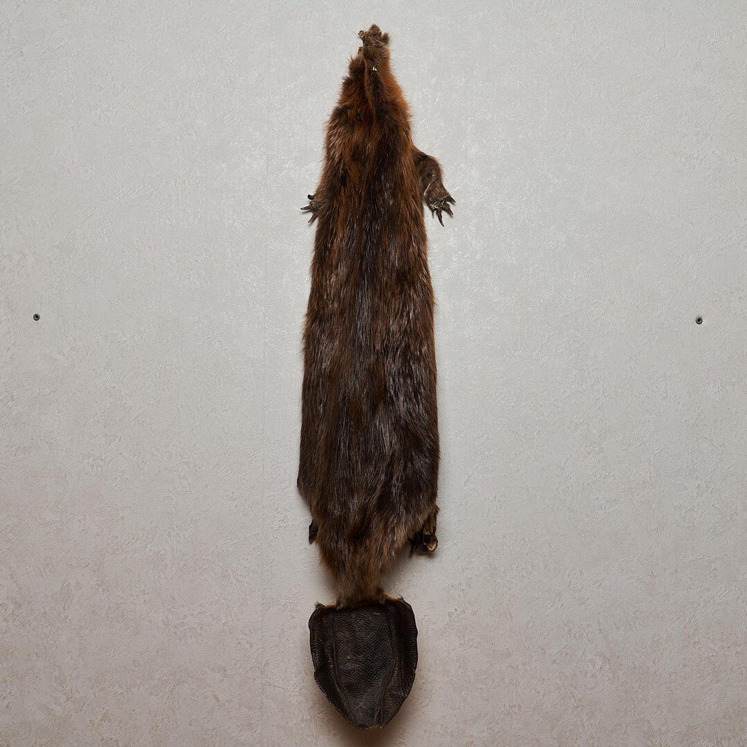 Eurasian Beaver Tanned Fur Pelt – Genuine Hide for Decor TF6719 - Etsy