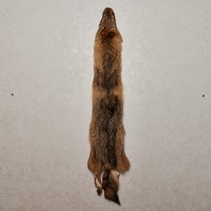 Può includere: Una pelle di pelliccia completa, marrone e marrone chiaro, probabilmente di una volpe o di un animale simile, è appesa verticalmente contro un muro dai toni neutri. La pelliccia mostra un mix di tonalità marroni chiare e scure, con una coda più scura e un ventre più chiaro.
