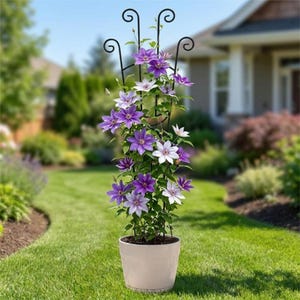 May include: A tall, black metal garden trellis with decorative scrollwork at the top, supporting a climbing plant with vibrant purple and white flowers. The plant is potted in a simple, light-colored cylindrical container sitting on grass.