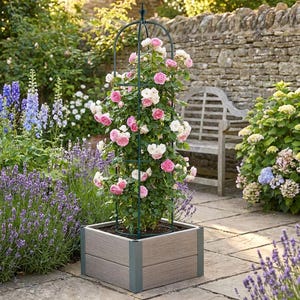 Puede incluir: Una jardinera cuadrada de color gris claro con soportes de esquina gris oscuro, que cuenta con un alto enrejado de obelisco de metal verde oscuro. Un rosal con numerosas flores rosas y blancas crece hacia arriba, apoyado por la estructura.
