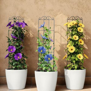 May include: Three white plant pots with climbing plants. Each pot has a black metal trellis. The plants feature purple, blue, and yellow flowers. The background is a light brown wall.