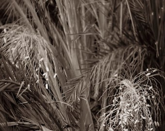 Nastrojowy wydruk fotograficzny liścia palmy, sepia, monochromatyczna sztuka ścienna w stylu tropikalnym