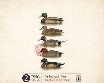 Vintage Duck Species PNG Waterfowl Clipart Distressed Hunting Sublimation