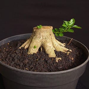 Puede incluir: Un pequeño bonsái en una maceta negra. El árbol tiene un tronco marrón claro con raíces expuestas y unas pocas hojas verdes pequeñas. La maceta está llena de tierra oscura, sobre un fondo negro.