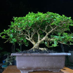 Premna Microphylla // Árbol Bonsái // Tamaño Pequeño