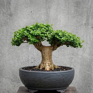 May include: A bonsai tree with vibrant green leaves and a thick, textured trunk. The tree is planted in a dark gray, decorative ceramic pot with a subtle embossed design. The pot sits on a wooden surface against a gray concrete background.