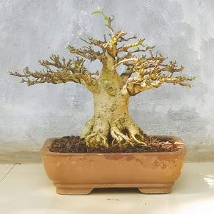 Wrightia Religiosa nain || Bonsaï au jasmin d'eau || Taille grand || Plante vivante d'intérieur d'extérieur