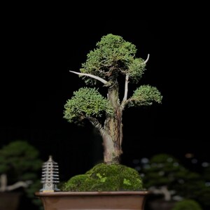 Chokkan Bonsai - Etsy
