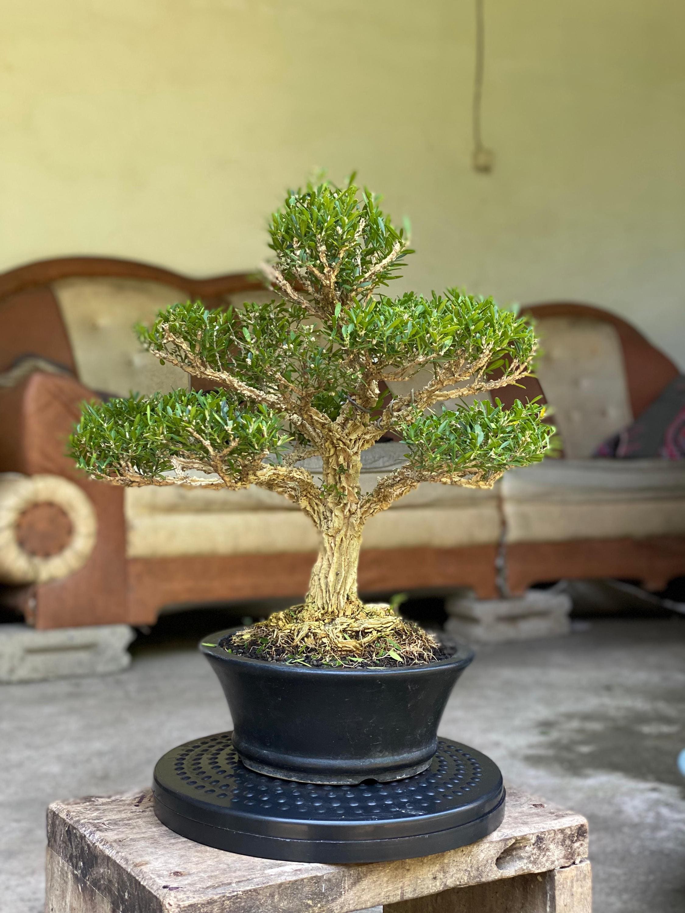 bonsai sprühflasche Bonsai Fertilizer Spray for Sale main image 1