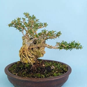 Bonsái - Desmodium Blue Bell // Tamaño pequeño