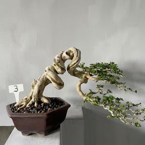 Pode incluir: Um bonsai com um tronco grosso, retorcido e de cor clara com pequenas folhas verdes, plantado num vaso de cerâmica hexagonal castanho escuro com cascalho escuro. Uma etiqueta branca com o número 3 está inserida na terra.
