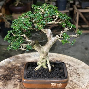Albero Bonsai Premna Microphylla // Misura piccola