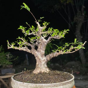 Wrightia Religiosa || Bonsai Baum || Kleine Größe