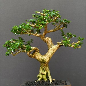 Premna Microphylla Bonsai di piccole dimensioni - Pianta viva da interno ed esterno