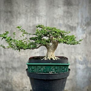 May include: A bonsai tree with a thick, textured light brown trunk and small green leaves, planted in a rectangular green ceramic pot with embossed geometric patterns, which is nested inside a larger, plain black circular plastic nursery pot.