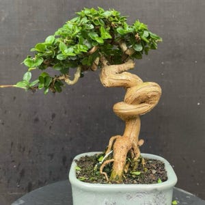 Pode incluir: Um bonsai com um tronco grosso, castanho-claro, torcido em espiral e raízes expostas. A árvore apresenta uma folhagem densa de pequenas folhas verde-vibrantes que formam uma copa arredondada. Está plantado num vaso de cerâmica cinzento claro.