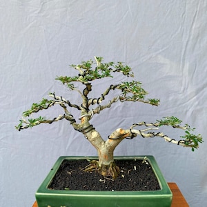 May include: A bonsai tree with a light tan trunk and branches, featuring small green leaves and dark training wire wrapped around the limbs. The tree is planted in a rectangular, dark green ceramic pot filled with dark, coarse soil.
