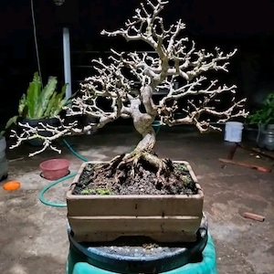 Cherry Barbados Live Bonsai Tree Small Size