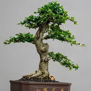 Carmona Retusa Bonsai Tree Hokiante Medium Size