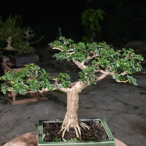 Op de afbeelding: Een bonsai boom met groene bladeren en een getextureerde stam is geplant in een vierkante, groene keramische pot. De pot heeft Chinese karakters op de voorkant. De boom staat op een rond, lichtgekleurd oppervlak.