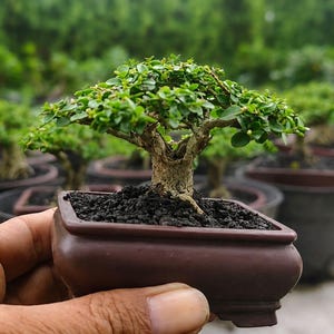 Op de afbeelding: Een kleine bonsai boom met heldergroene bladeren en een getextureerde bruine stam wordt gepresenteerd in een vierkante, bruine keramische pot. Andere bonsai bomen zijn zichtbaar op de achtergrond, wat een serene, natuurlijke scène creëert.