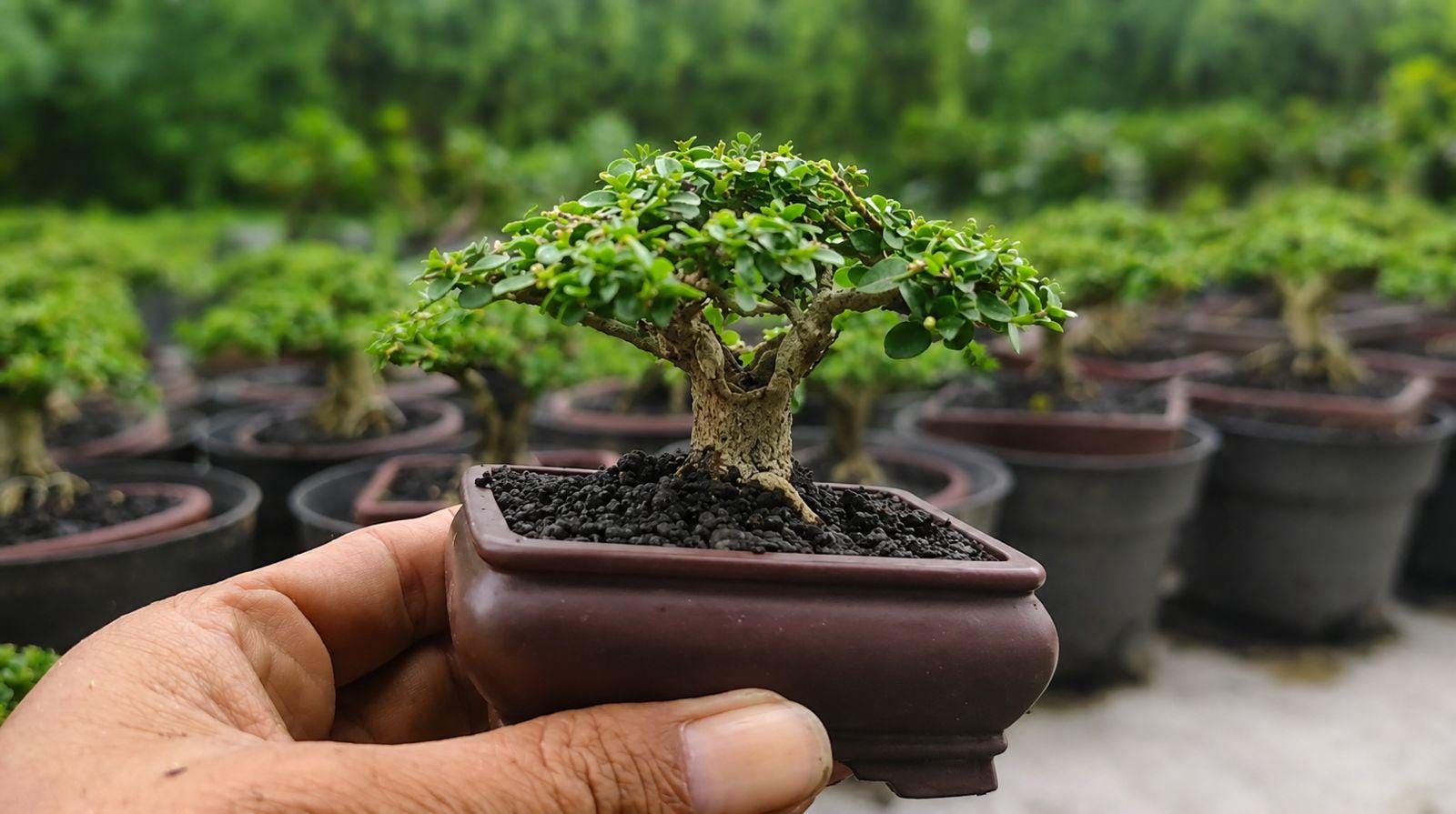 Mini Premna Microphylla Bonsai Tree - Unique Plant Gift - Desk Decor - Buy 5 Gift 1