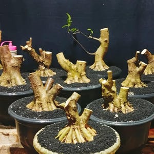 以下が含まれることがあります： 黒い鉢植えの小さな盆栽のコレクション。木は太く、質感のある幹と枝を持ち、一部には新鮮な緑の葉が見られます。鉢は暗い土で満たされ、背景は濃い青色です。