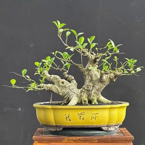 Bonsái Ficus Microcarpa // Tamaño pequeño // Envíos fuera de EE. UU.