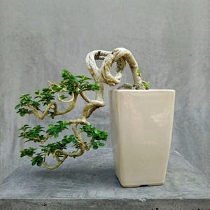 May include: A bonsai tree with a twisted, light-colored trunk and vibrant green leaves. The tree is planted in a square, off-white ceramic pot. The bonsai's branches extend gracefully, creating an artistic display. The background is a solid gray.