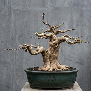 Bonsai Tree - Premna Microphylla || Medium Size || Height 40cm