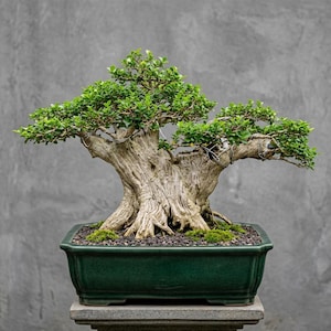 Pode incluir: Um bonsai com um tronco grosso, texturizado e castanho-claro, com folhas verde-vibrantes que formam uma copa larga. A árvore está plantada num vaso retangular de cerâmica vidrada verde-escura, preenchido com terra escura e musgo.